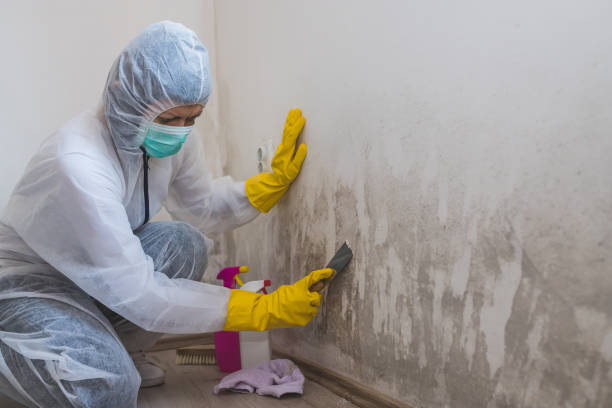 Best Certified Mold Removal  in Tipton, IN