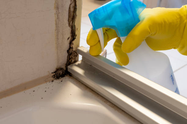 Certified Mold Removal in Tipton, IN