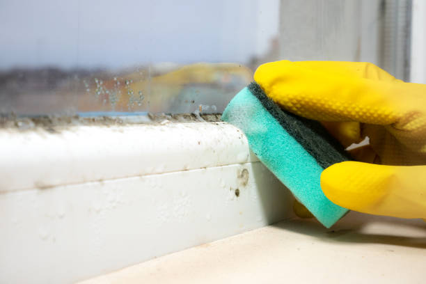 Best Residential Mold Removal  in Tipton, IN