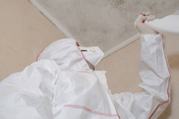 Best Black Mold Removal  in Tipton, IN