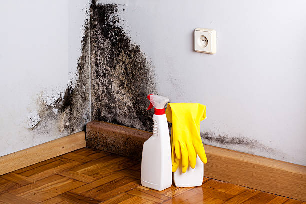 Best Mold Testing and Removal  in Tipton, IN